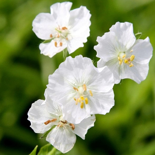 Geranium phaeum 'Album' - brúngresi