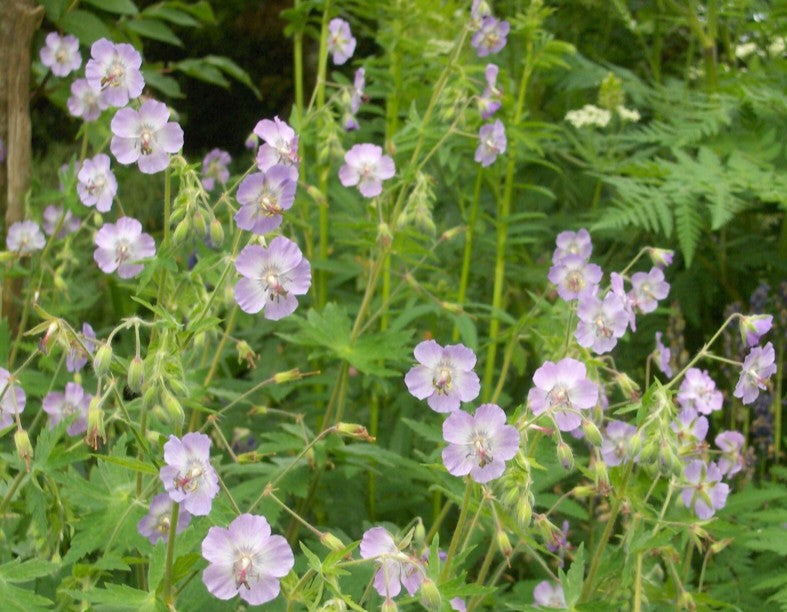 Geranium phaeum 'Walküre' - brúngresi