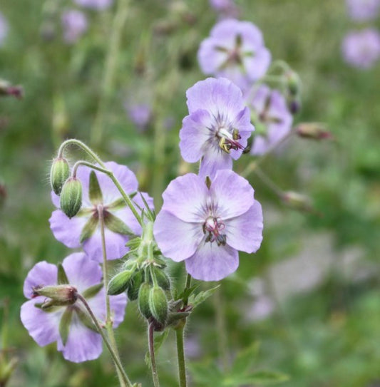 Geranium phaeum 'Walküre' - brúngresi