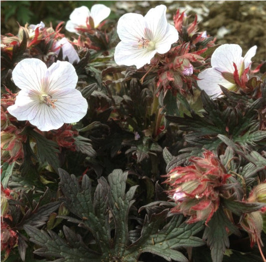 Geranium pratense 'Black and White' - garðablágresi