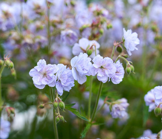 Geranium pratense 'Cloud Nine'