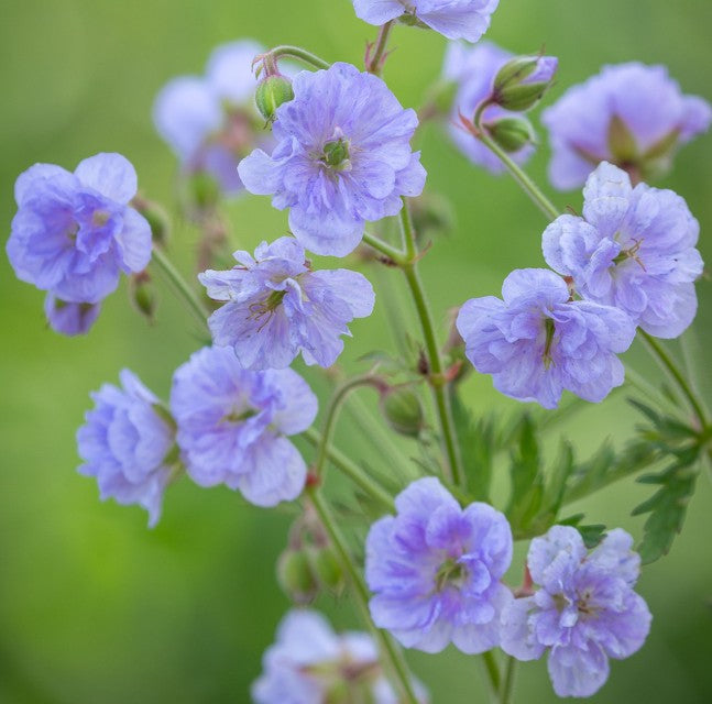 Geranium pratense 'Cloud Nine'