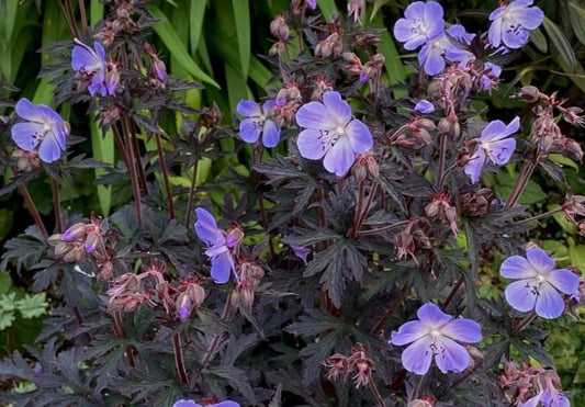 Geranium pratense 'Hocus Pocus' - garðablágresi
