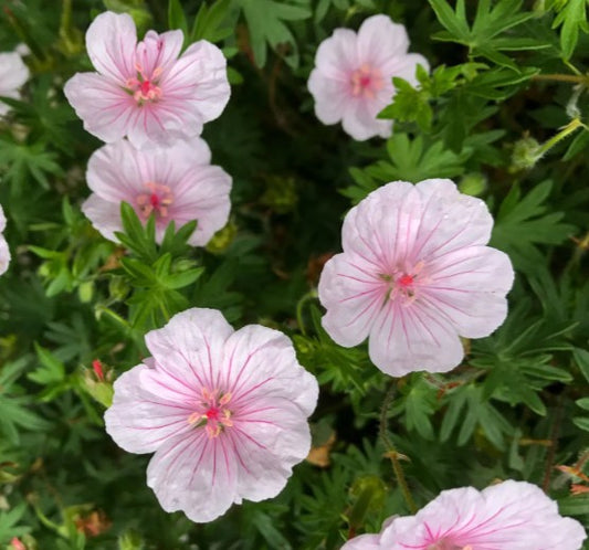 Geranium sanguineum 'Apfelblüte' - blóðgresi