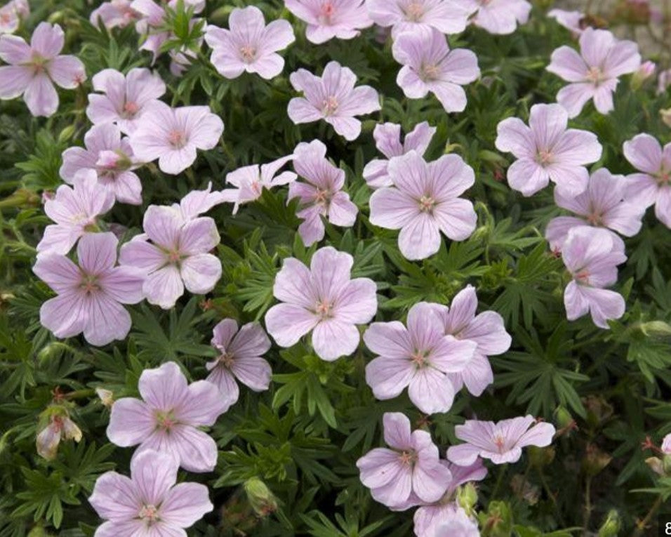 Geranium sanguineum 'Pink Pouffe' - blóðgresi