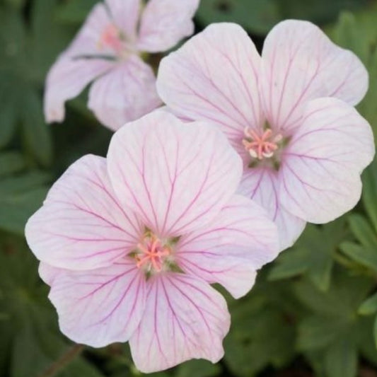 Geranium sanguineum 'Pink Pouffe' - blóðgresi