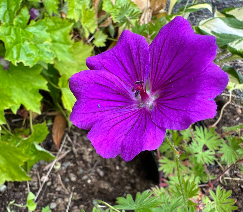 Geranium sanguineum 'Tiny Monster' - blóðgresi