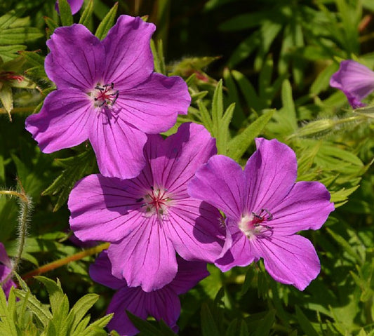 Geranium sanguineum 'Tiny Monster' - blóðgresi