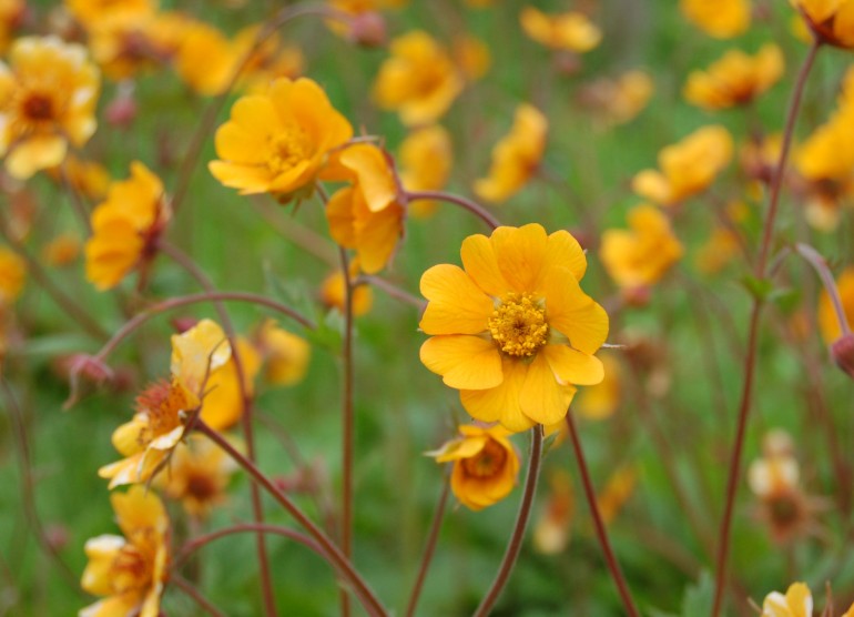 Geum 'Georgenberg' - dalafífill