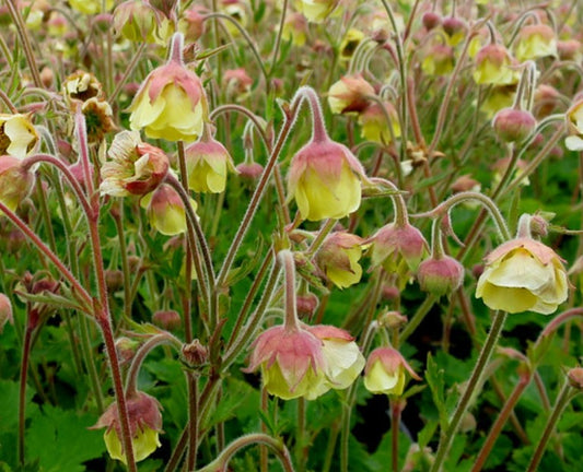 Geum rivale 'Lemon Drops' - fjalldalafífill