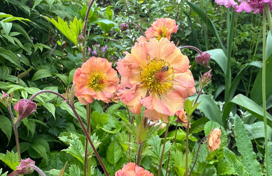 Geum 'Mai Tai' - dalafífill