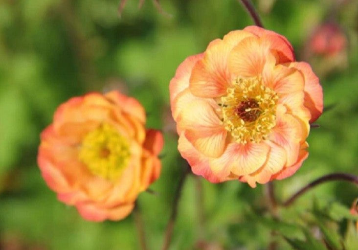 Geum 'Nonna' - dalafífill
