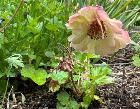 Geum 'Pretticoats Peach' - dalafífill
