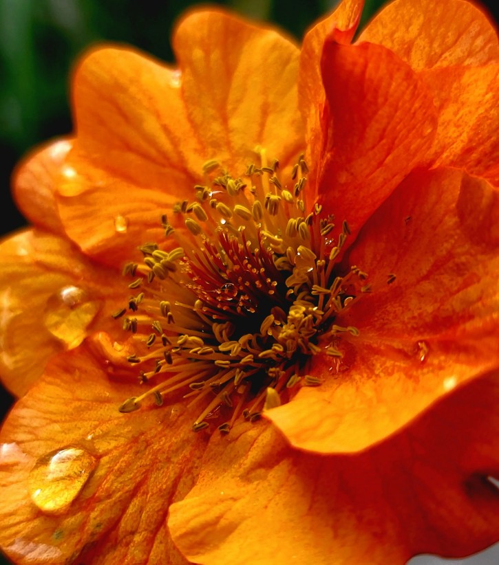 Geum 'Prinses Juliana' - dalafífill