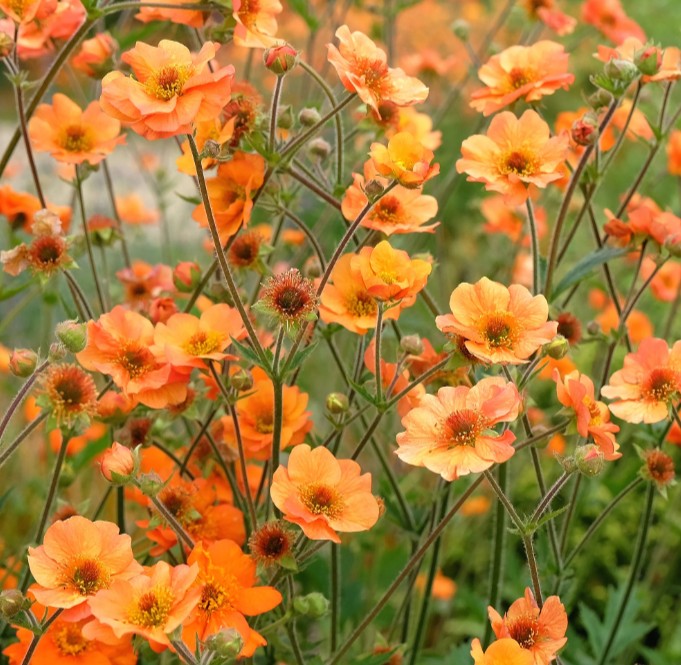 Geum 'Prinses Juliana' - dalafífill