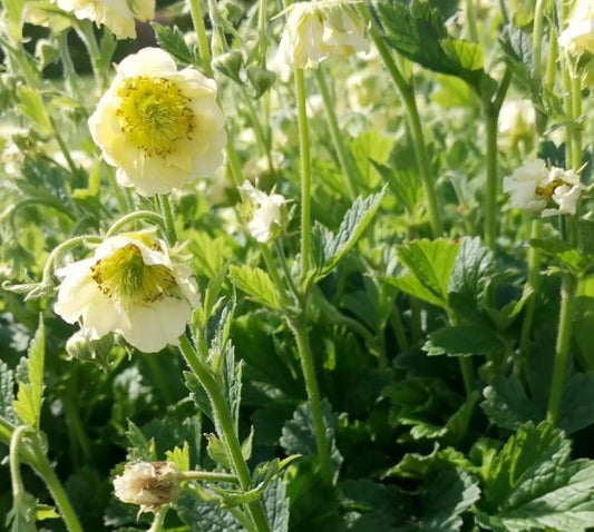 Geum rivale 'Tales of Hex' - fjalldalafífill