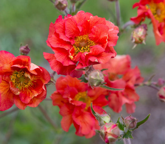 Geum 'Scarlet Tempest' - dalafífill