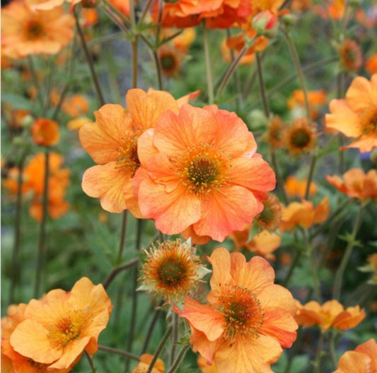 Geum 'Totally Tangerine' - dalafífill