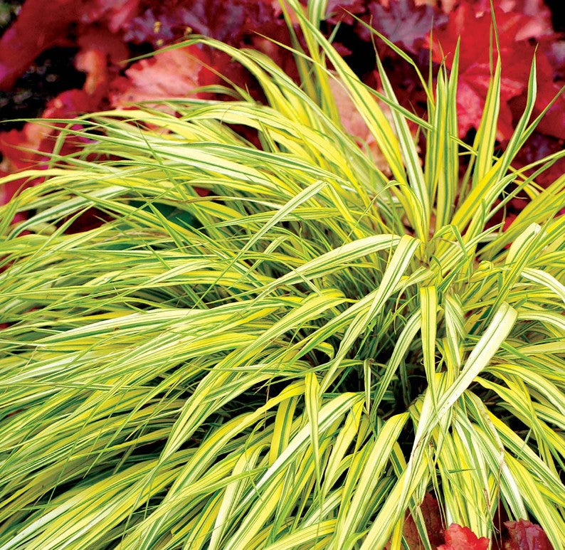 Hakonechloa macra 'Stripe it Rich'