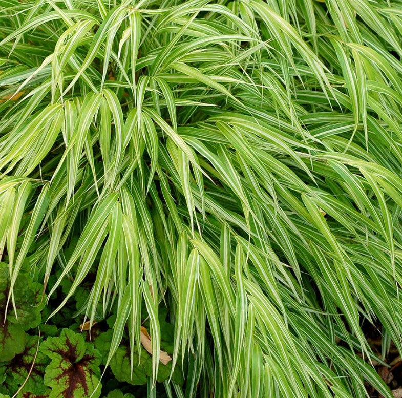 Hakonechloa macra 'Stripe it Rich'