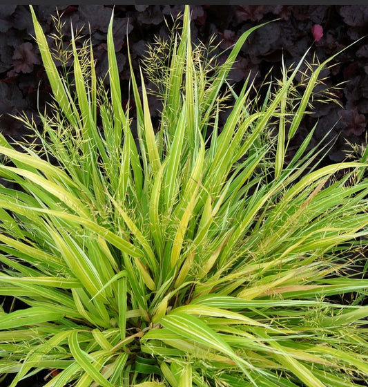 Hakonechloa macra 'Stripe it Rich'