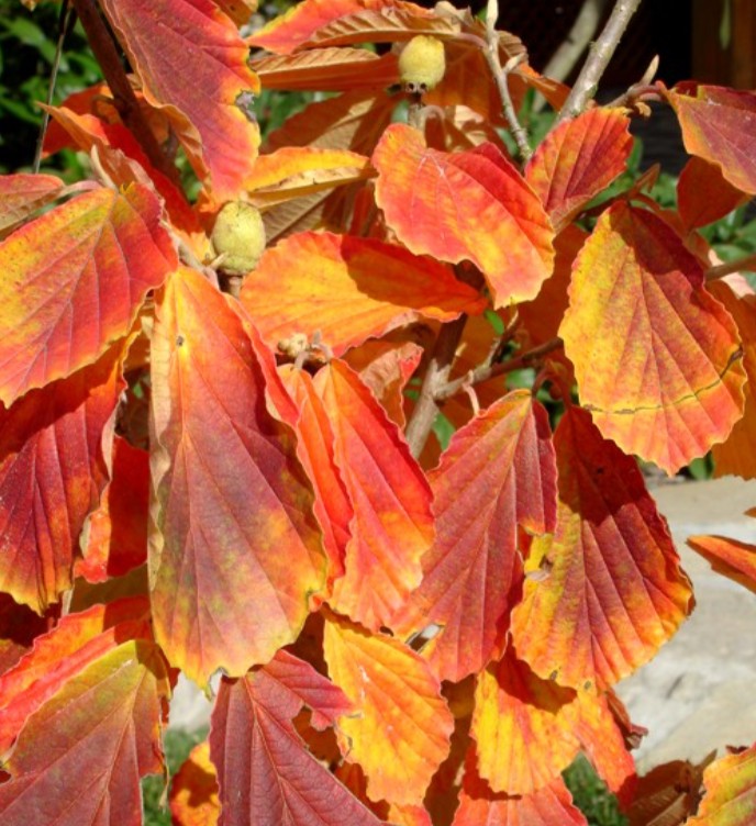 Hamamelis 'Westerstede' - nornahesli