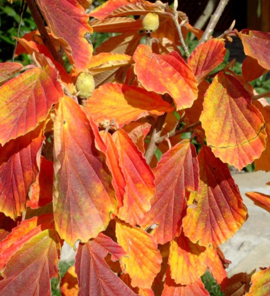 Hamamelis 'Westerstede' - nornahesli