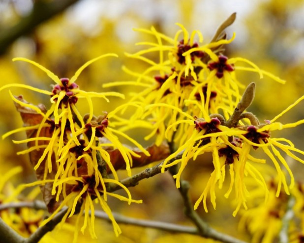 Hamamelis 'Westerstede' - nornahesli