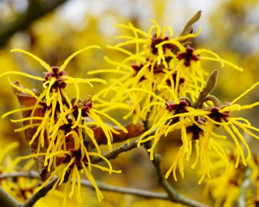 Hamamelis 'Westerstede' - nornahesli