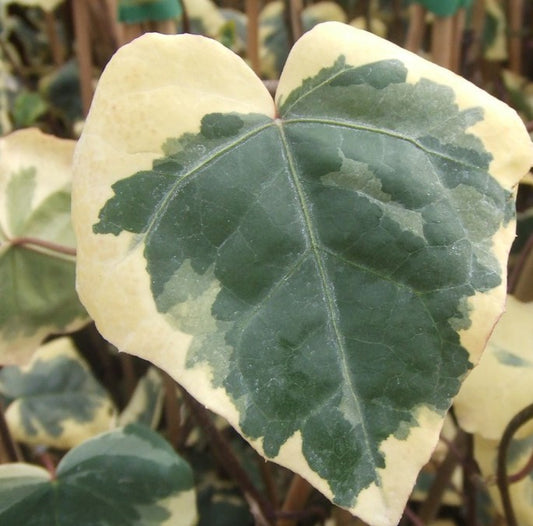 Hedera colchica 'Dentata Variegata' - risabergflétta