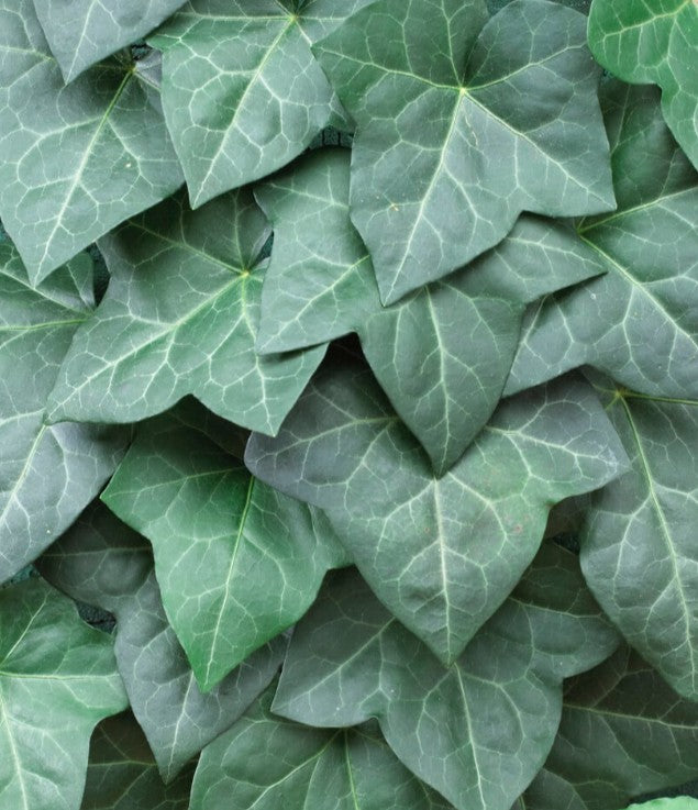 Hedera hibernica - írabergflétta