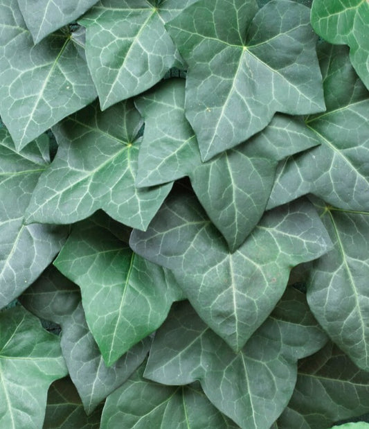 Hedera hibernica - írabergflétta