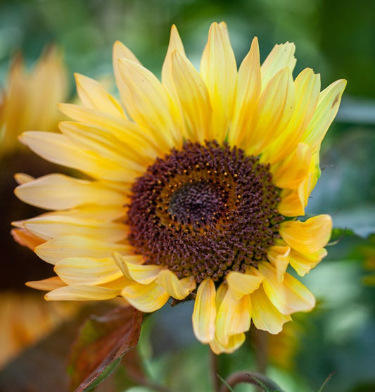 Helianthus annuus 'Garden Statement' - sólblóm