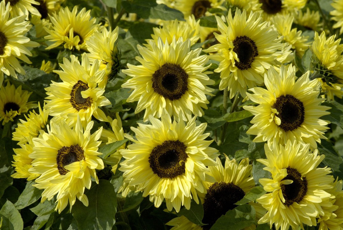 Helianthus 'Garden Statement' - sólbóm