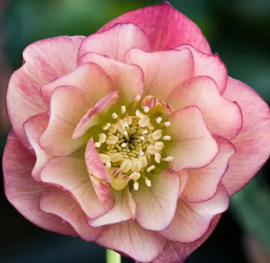 Helleborus orientalis 'Double Ellen Peach' - fösturós