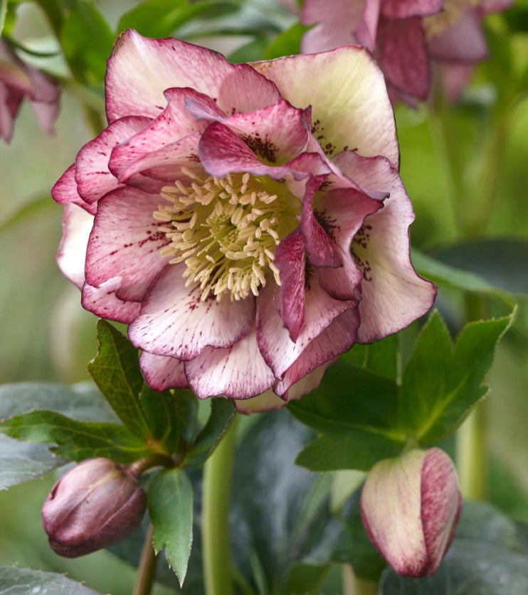 Helleborus orientalis 'Double Ellen Picotee' - fösturós