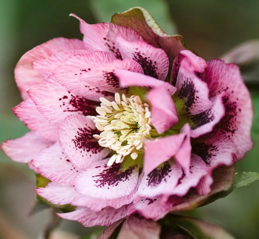 Helleborus orientalis 'Double Ellen Pink Spotted' - fösturós