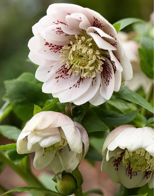 Helleborus orientalis 'Double Ellen White Spotted' - fösturós