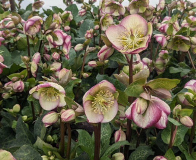 Helleborus orientalis Frostkiss® 'Glenda's Gloss' - fösturós