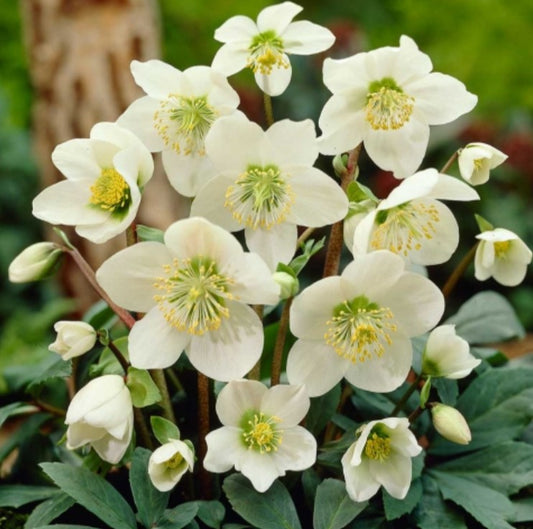 Helleborus niger 'Praecox' - jólarós