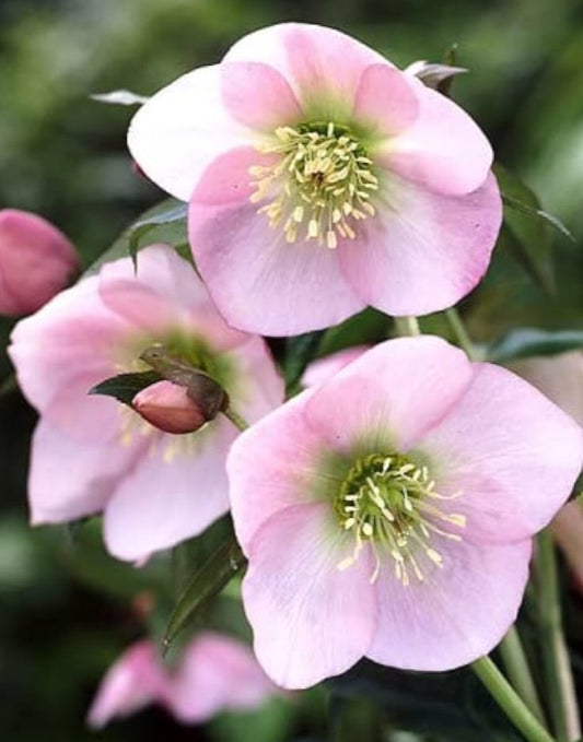 Helleborus orientalis 'Pretty Ellen Pink' - fösturós