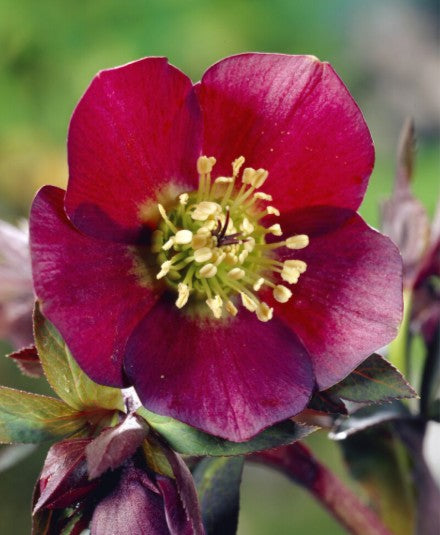 Helleborus orientalis 'Pretty Ellen Red' - fösturós