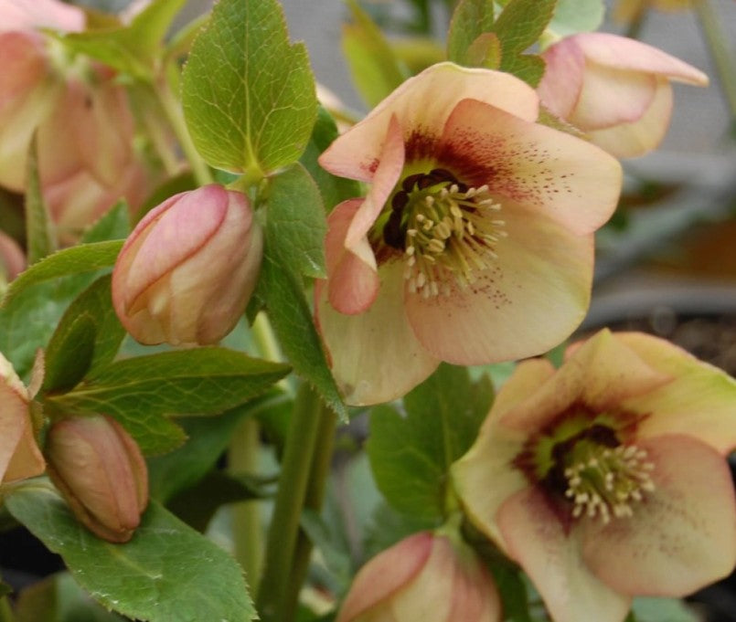 Helleborus orientalis 'Single Apricot Spotted' - fösturós