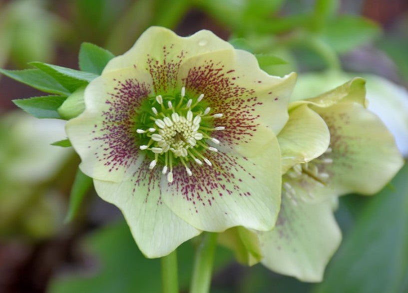 Helleborus orientalis 'Yellow Lady' - fösturós