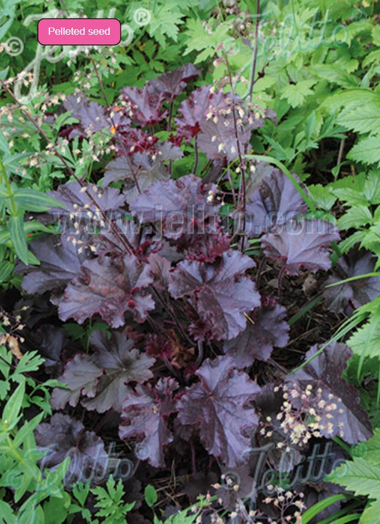 Heuchera americana 'Melting Fire' - vínlandsroði