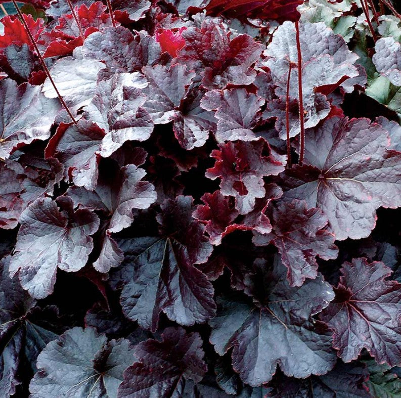 Heuchera 'Northern Exposure Black' - roðablóm