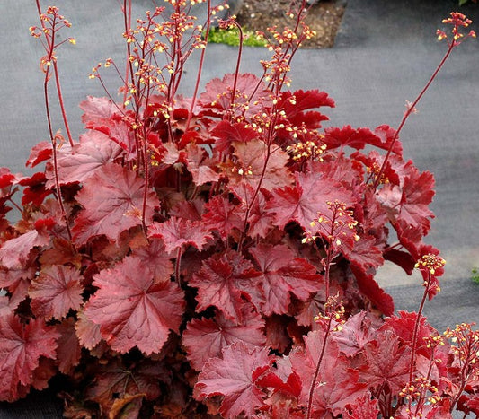 Heuchera 'Northern Exposure Red' - roðablóm