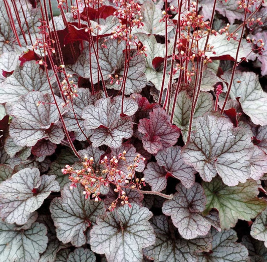 Heuchera 'Northern Exposure Silver' - roðablóm