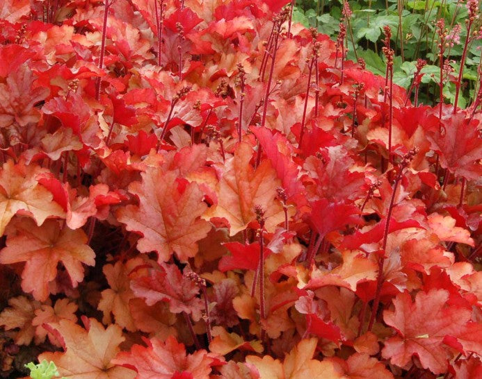 Heuchera 'Peach Flambé' - roðablóm