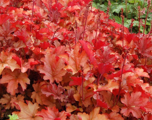 Heuchera 'Peach Flambé' - roðablóm